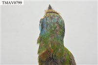 五色鳥藏品圖，第18張